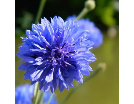 Il fiordaliso