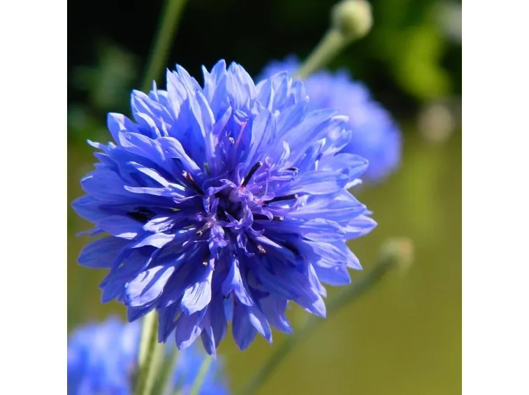Il fiordaliso