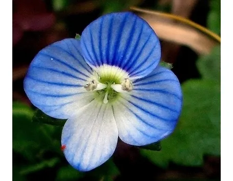 Il genere Veronica