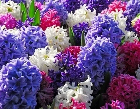 Il Giacinto (Hyacinthus sp.)