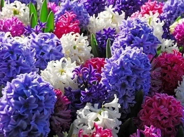 Il Giacinto (Hyacinthus sp.)