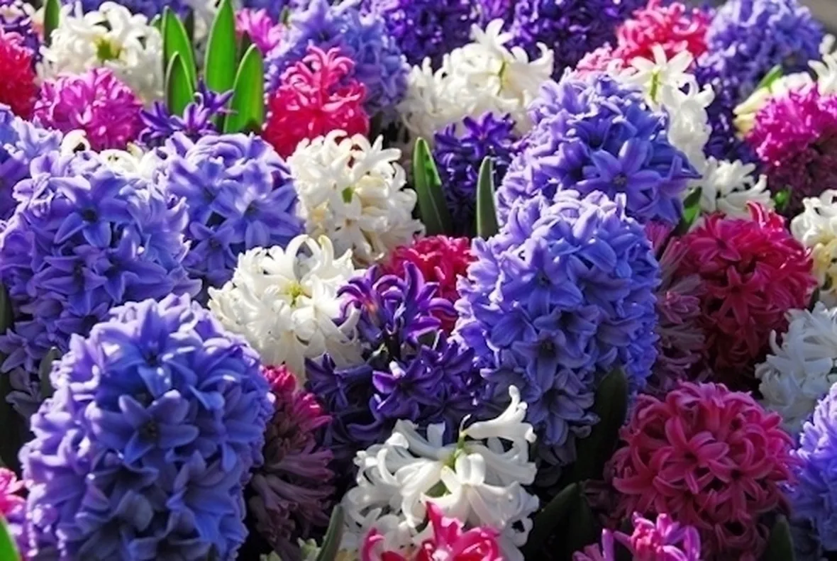 Il Giacinto (Hyacinthus sp.)