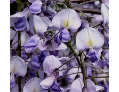 Il glicine
Wisteria sinensis - Fabaceae
