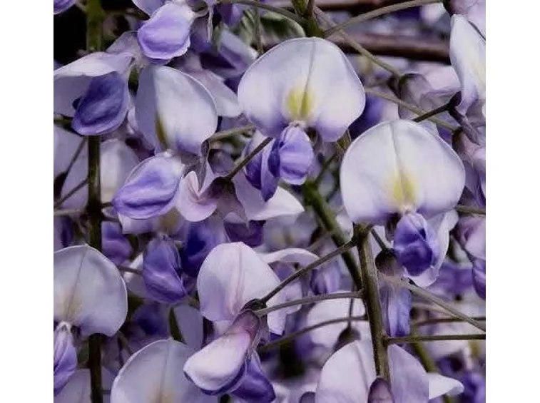 Il glicine
Wisteria sinensis - Fabaceae