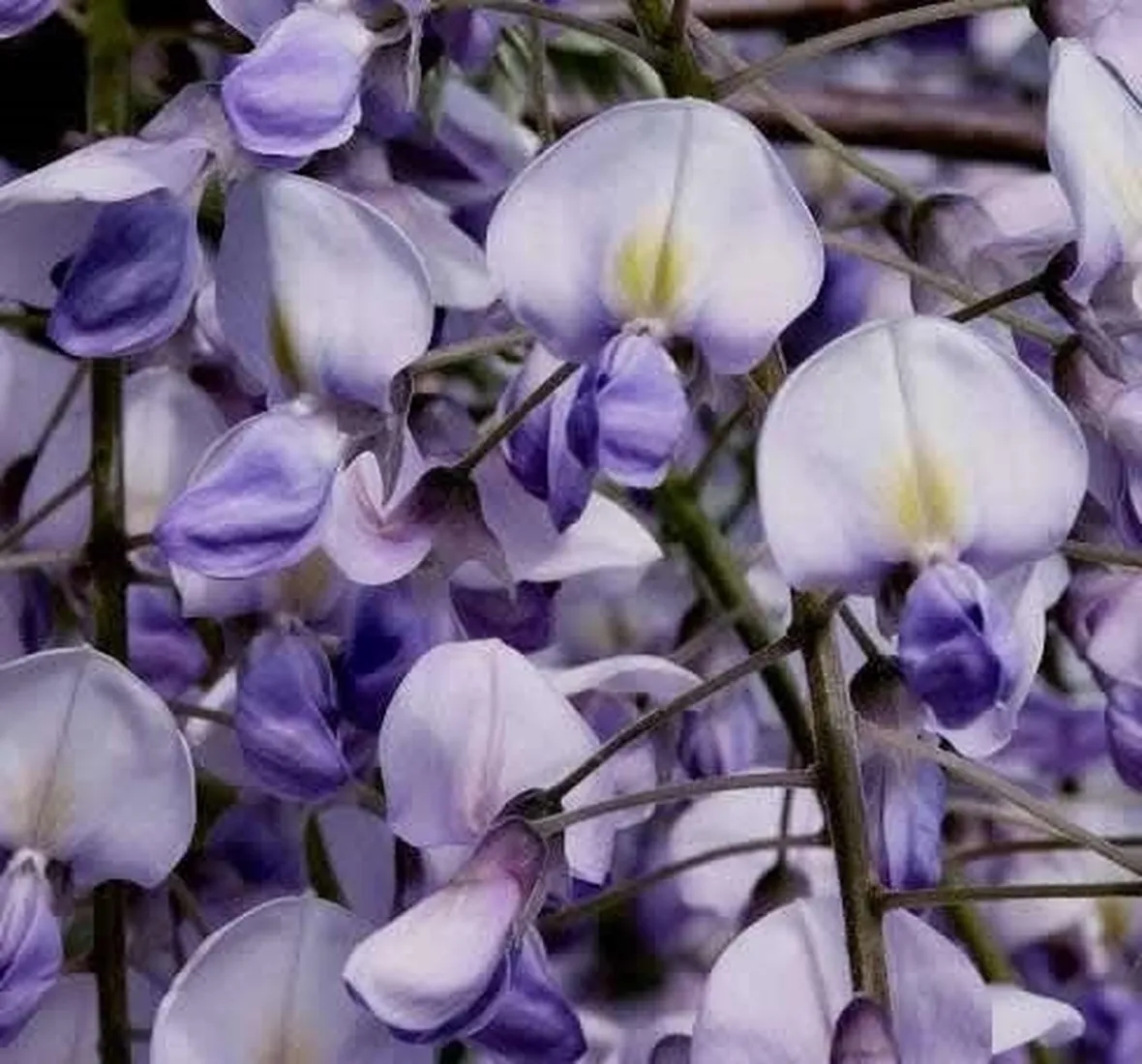 Il glicine
Wisteria sinensis - Fabaceae
