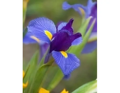 Il linguaggio dei fiori: i messaggi dell'Iris