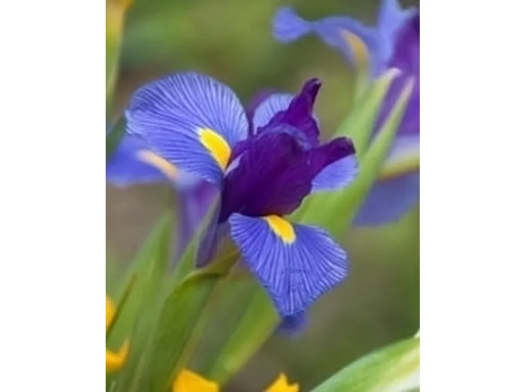 Il linguaggio dei fiori: i messaggi dell'Iris