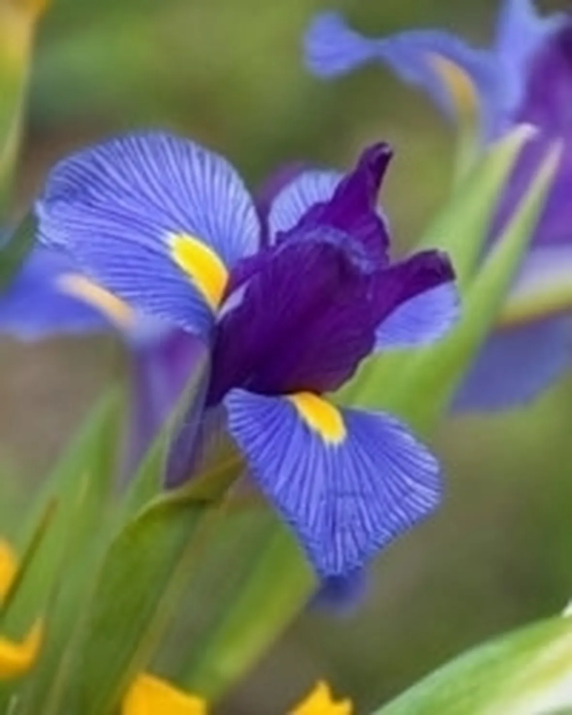 Il linguaggio dei fiori: i messaggi dell'Iris