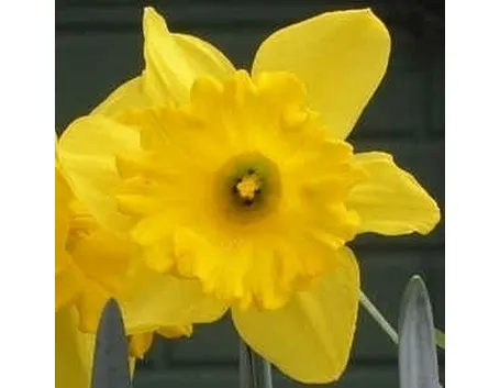 IL NARCISO