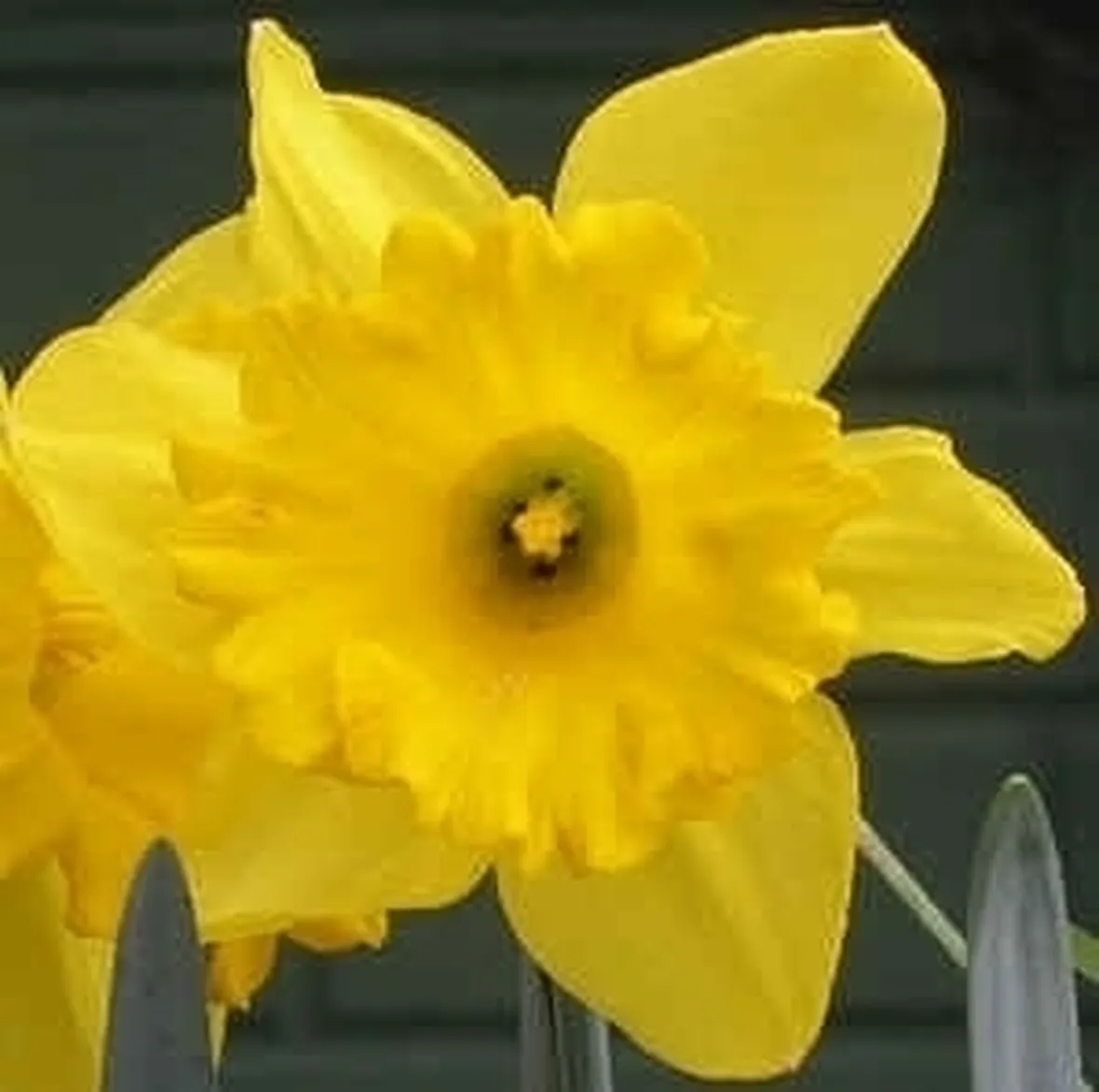 IL NARCISO