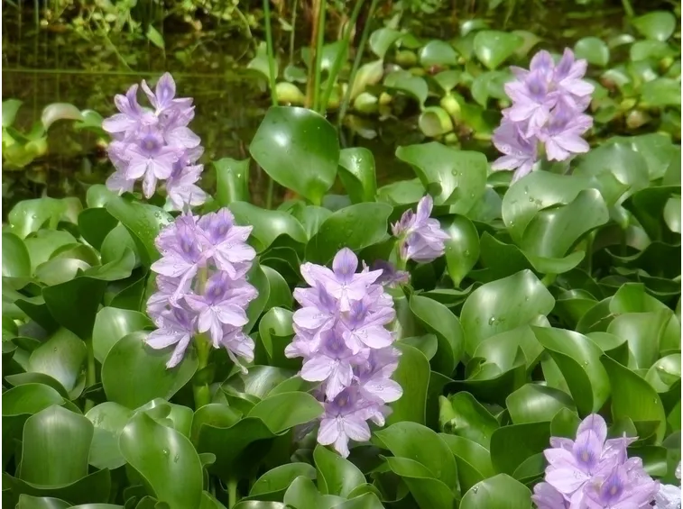 Fiori di giacinto nei giardini