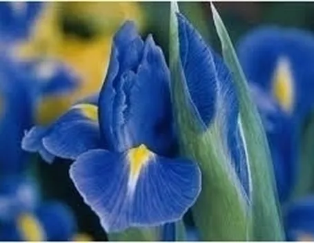 Iris Aucheri