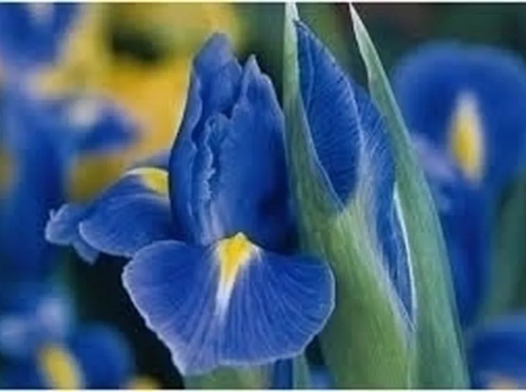 Iris Aucheri