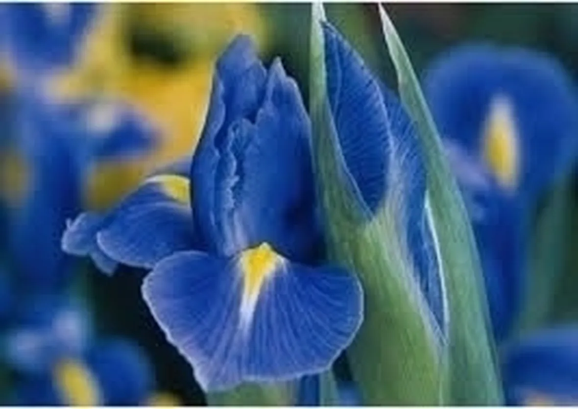 Iris Aucheri