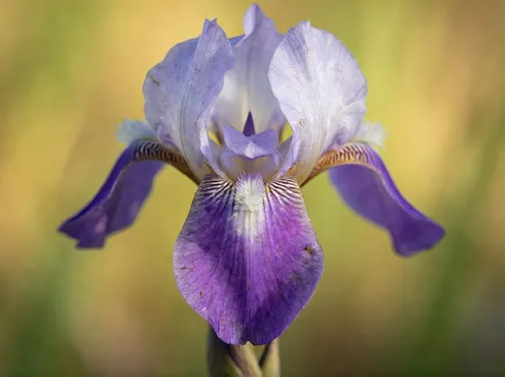 Iris Danfordiae