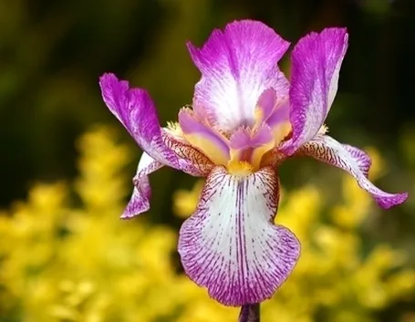 Iris Danfordiae