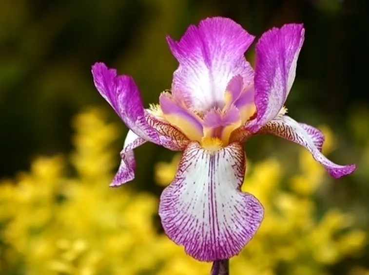 Iris Danfordiae