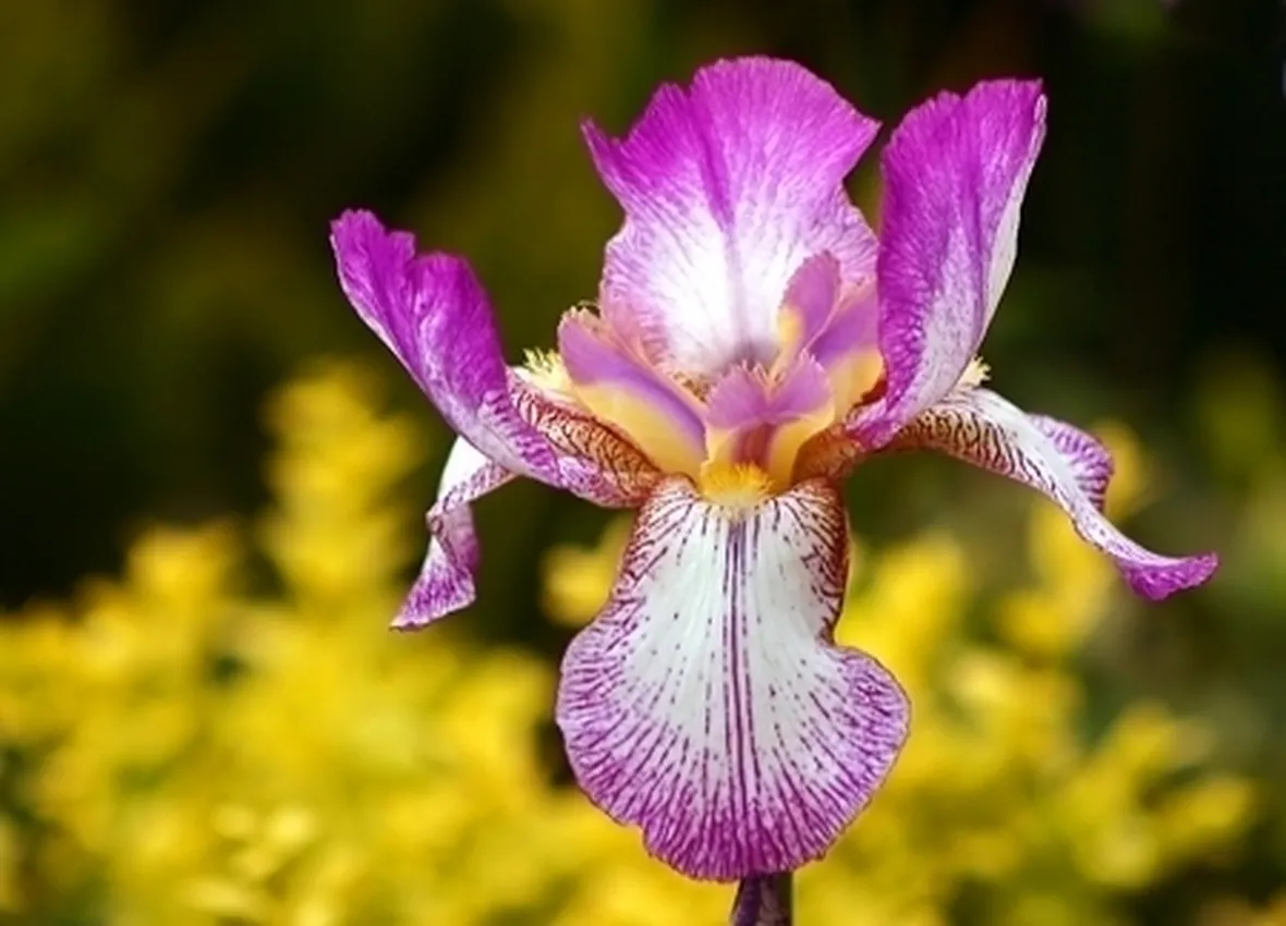 Iris Danfordiae