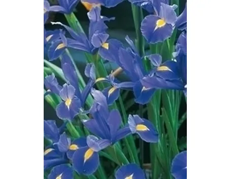 Iris sibirica
