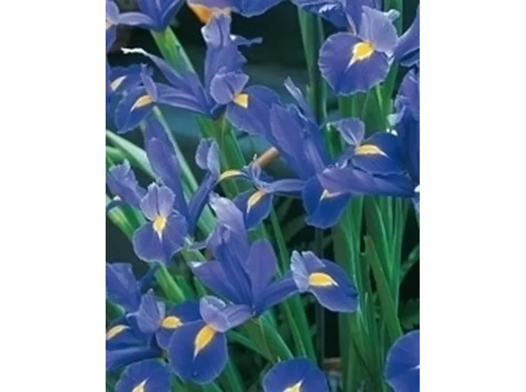 Iris sibirica