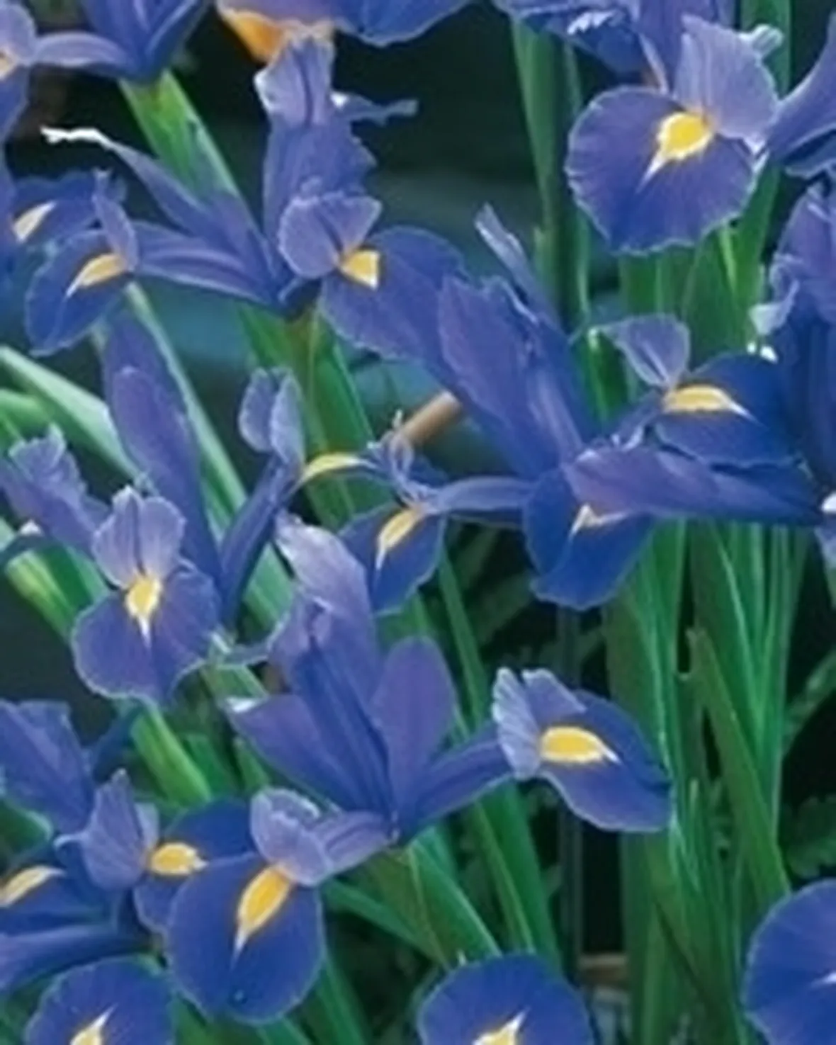 Iris sibirica