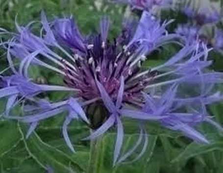 Irrigazione e cimatura del fiordaliso