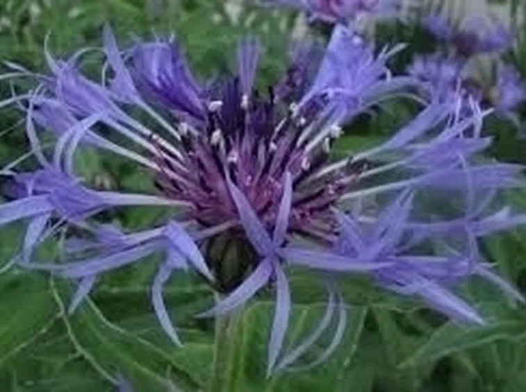 Irrigazione e cimatura del fiordaliso