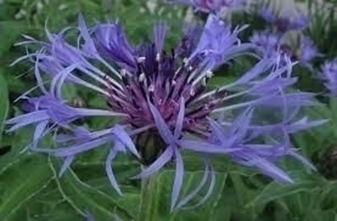 Irrigazione e cimatura del fiordaliso