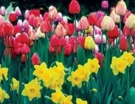La bolla dei tulipani