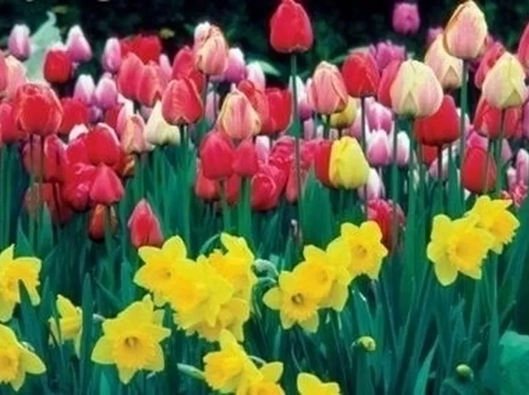 La bolla dei tulipani