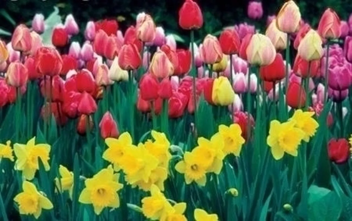 La bolla dei tulipani