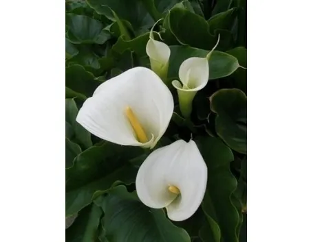 La coltivazione della Calla e i suoi utilizzi