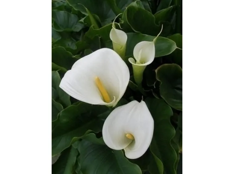 La coltivazione della Calla e i suoi utilizzi