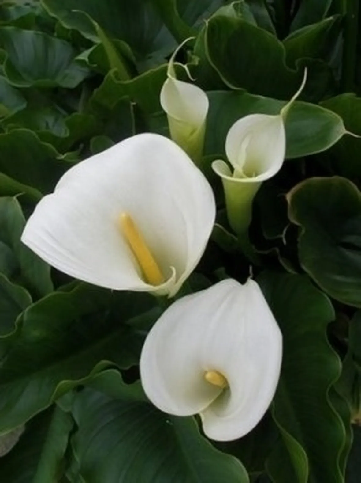 La coltivazione della Calla e i suoi utilizzi
