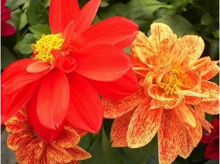 La Dalia