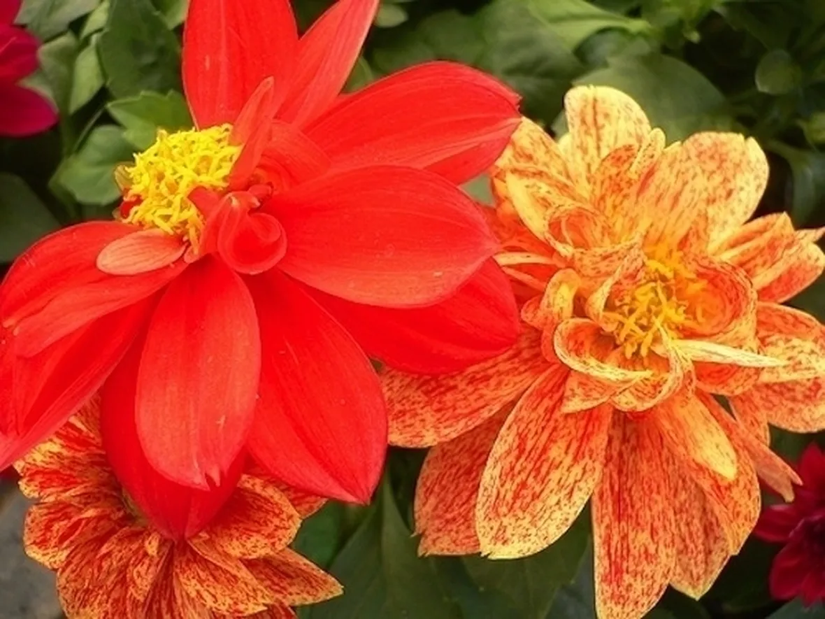 La Dalia
