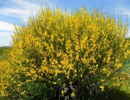 La ginestra
