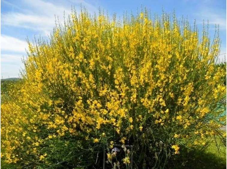 La ginestra
