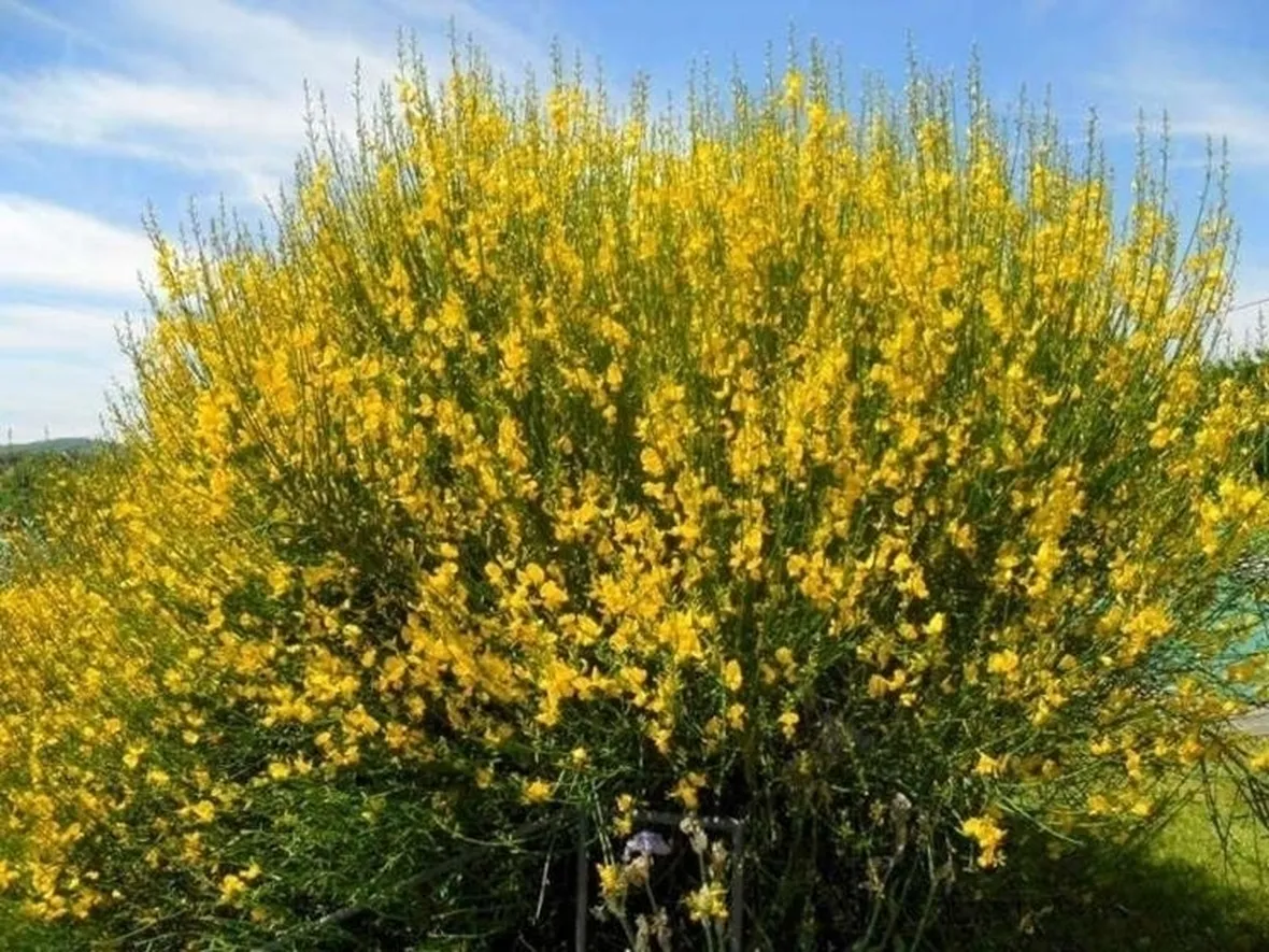 La ginestra