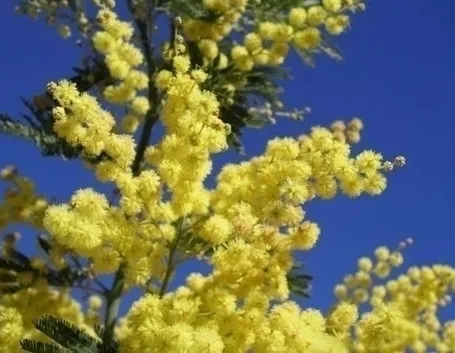 La Mimosa