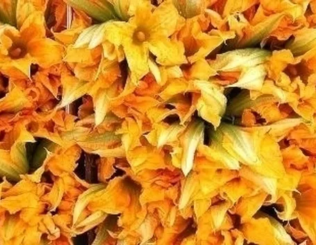 La zucca nell’orto