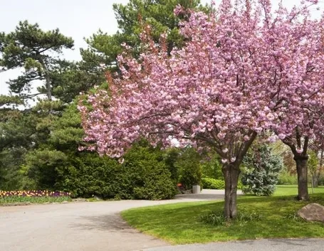 L'albero di mandorlo