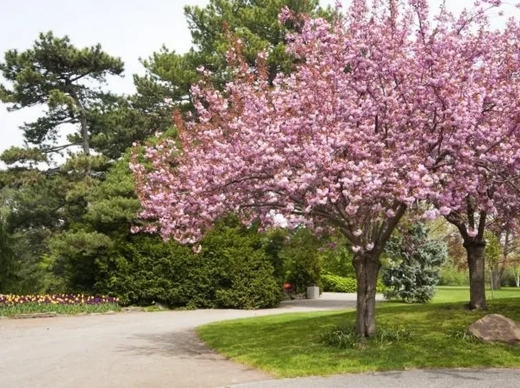 L'albero di mandorlo