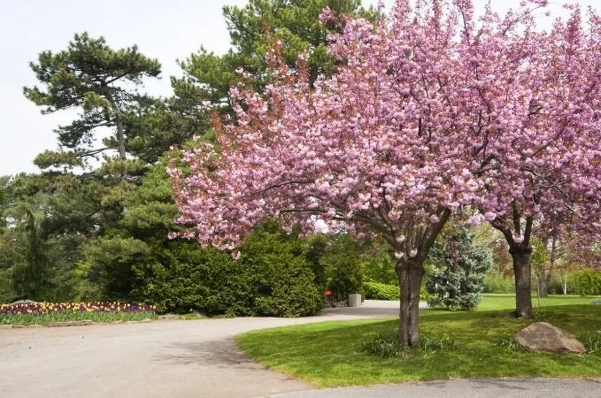 L'albero di mandorlo