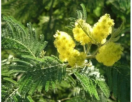 Le mimosa in giardino