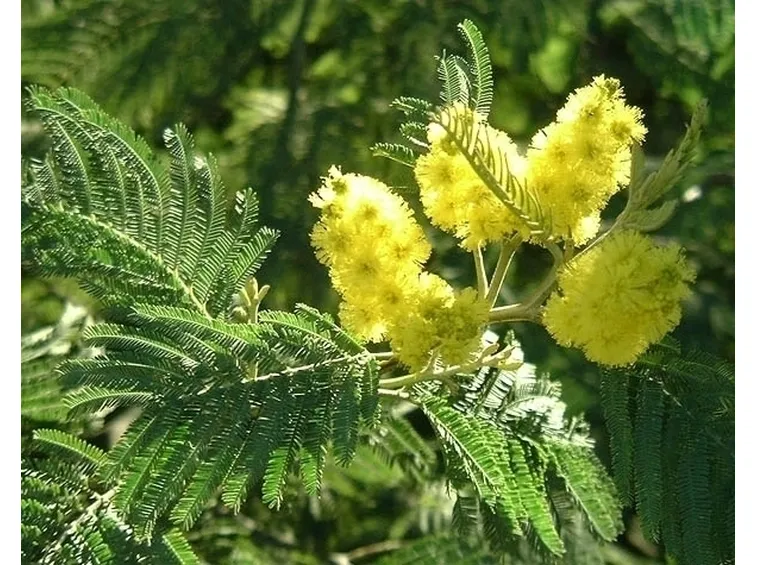 Le mimosa in giardino