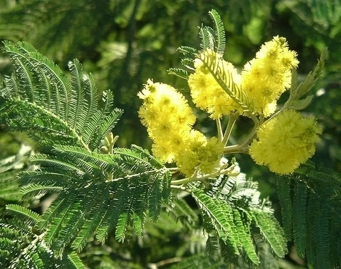 Le mimosa in giardino