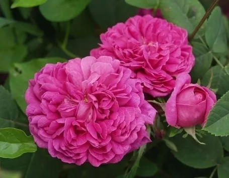 Le rose in inverno 