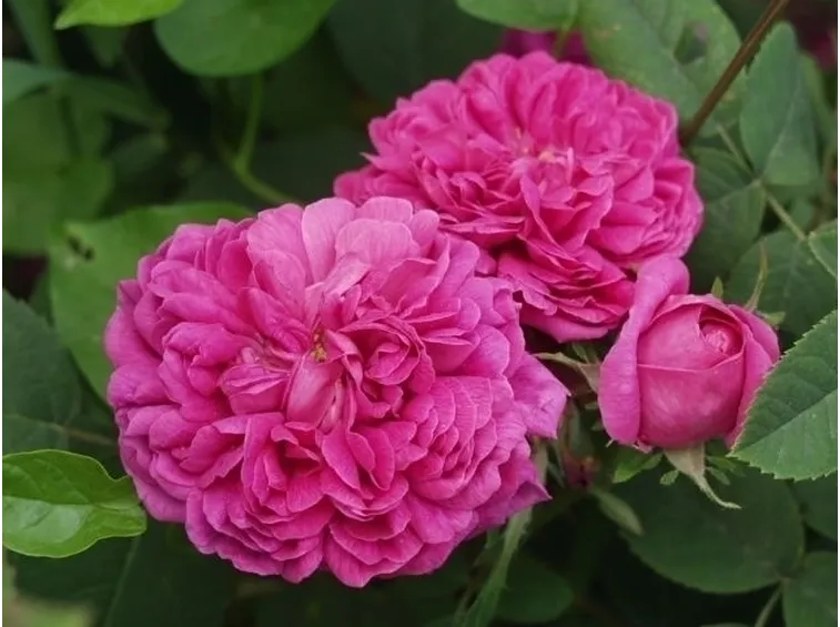 Le rose in inverno 