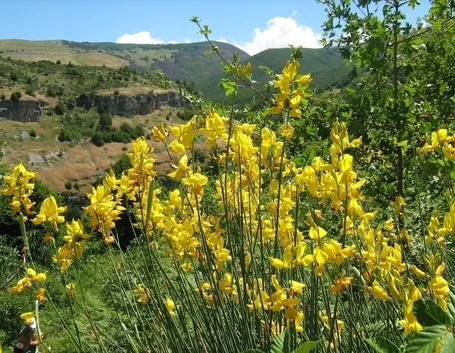 Le varietà di ginestra